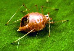 aphid shell http://www.
