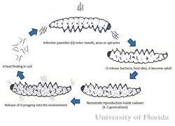Parasites: Roundworms