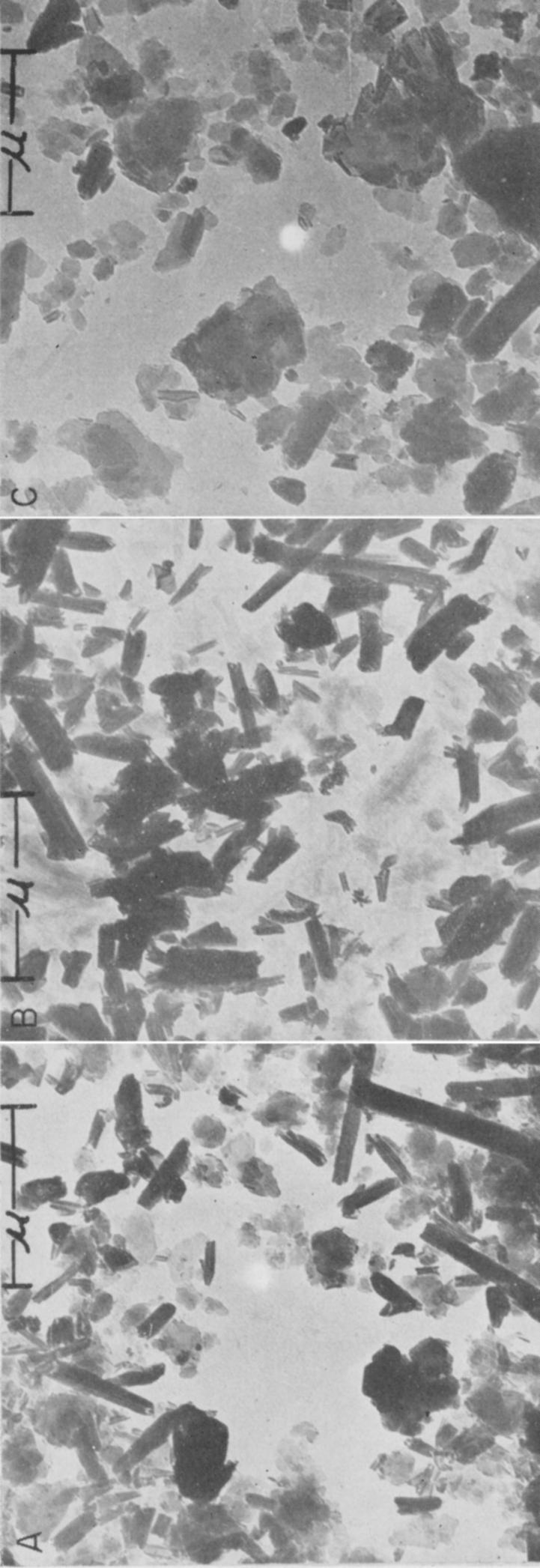 PLATE 1.--Electron micrographs. (A) transported (?