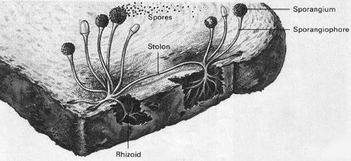 Zygomycota the bread mold, Rhizopus stonifer A decaying peach