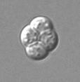 budding yeast Saccharomyces cerevisiae Ascus (4 haploid ascospores) Edible Morels and