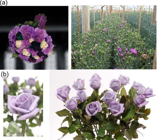 Int. J. Mol. Sci. 2009, 10 5358 Figure 1. Commercialized transgenic carnation (a) and rose (b) cultivars producing delphinidin and having blue hue that hybridization breeding has not achieved.