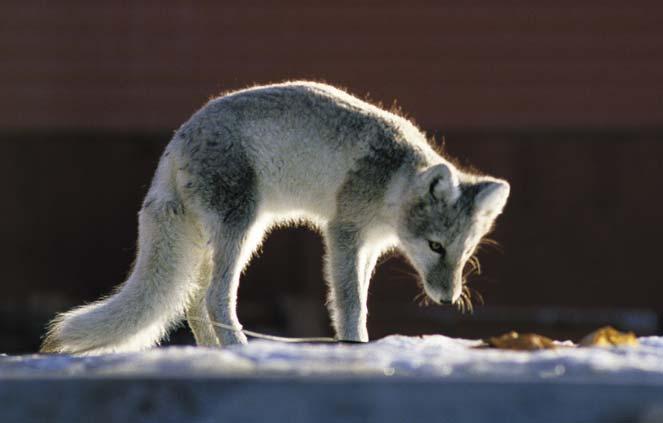 Fig. 76. Arctic fox (ræv) in summer. Foxes feed on lemmings and young birds. Photo: Jakob Lautrup. by Alfred Rosenkrantz during Lauge Koch s 1926 27 expeditions as Fox River. Ræveelv 74Ø (74 29.