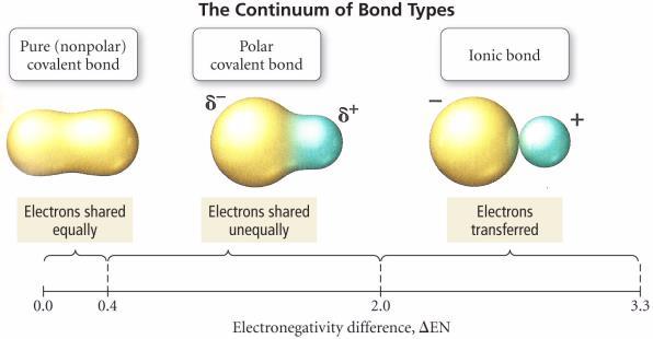 4) between the bonded atoms is a nonpolar covalent bond: the electron cloud between the atoms is polarized; that is, it leans towards