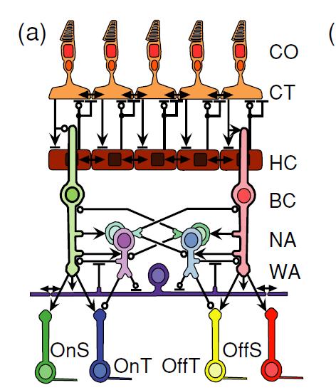 Example: Silicon Retina Simulates function of biological retina Single-transistor synapses