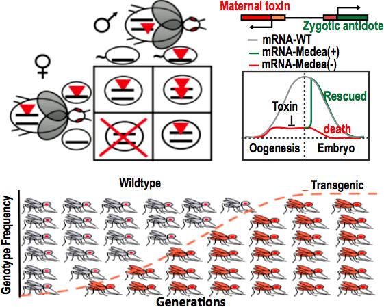 pubs.acs.org/synthbio Novel Synthetic Medea Selfish Genetic Elements Drive Population Replacement in Drosophila; a Theoretical Exploration of Medea- Dependent Population Suppression Omar S.