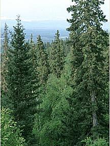 in Alaska Spruce