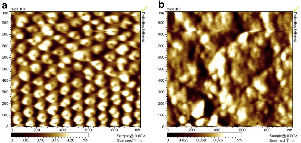 1296 CARBON 46 (2008) 1294 1301 Fig. 1 (a) AFM scan of the VAMWCNT arrays with 30 nm protruded length and (b) AFM scan of the F-ND films on glass substrates.