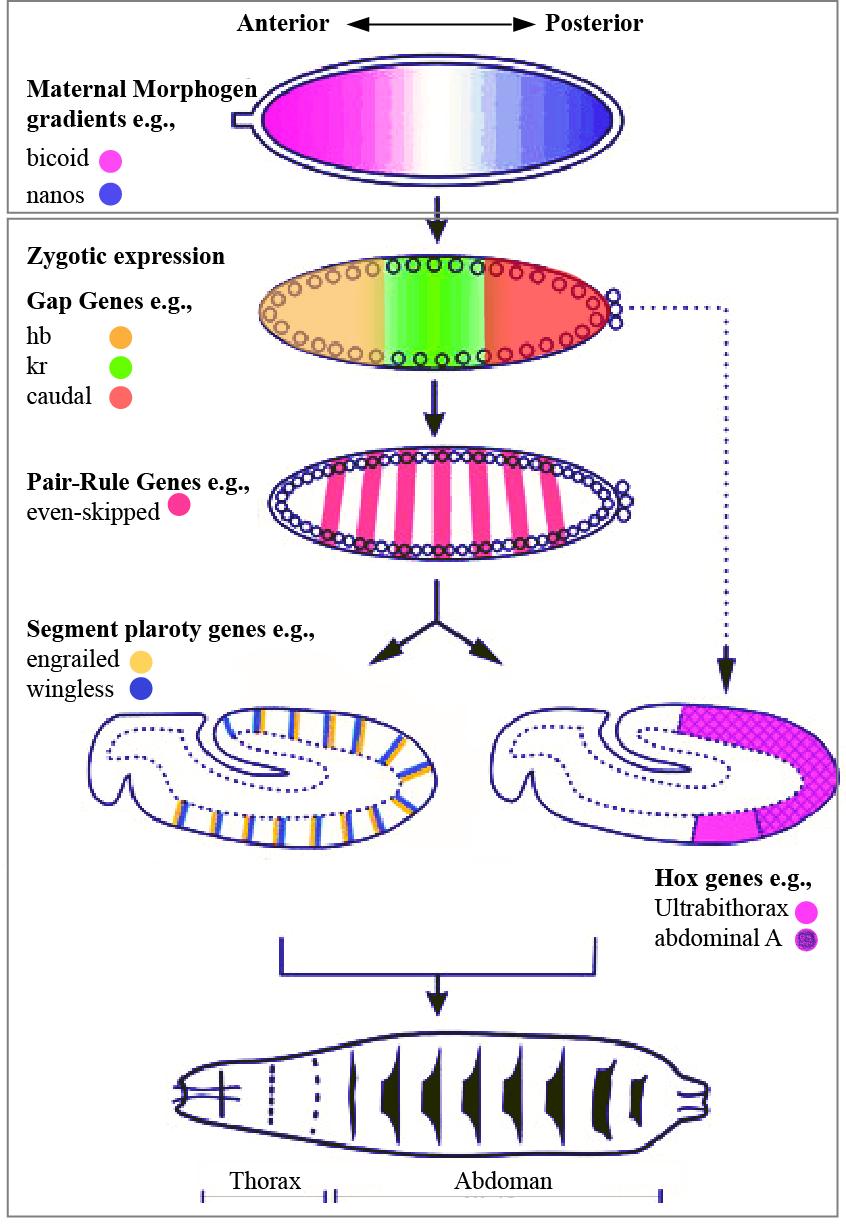 Fig. 3. The AP patterning of Drosophila during embryogenesis. The expression of the main patterning genes along the AP axis during Drosophila embryogenesis. Modified from [36] 6.
