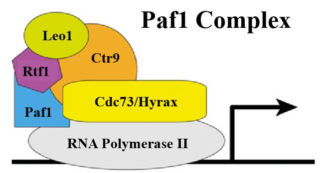 In addition, studies in yeast suggested that changing the levels of three members of this complex i.e., Paf1, Cdc73 and Ctr9 altered the stability of other protein members e.g., Loss-of-function of Ctr9 affected the level of Paf1, Rtf1 and Leo1 [226, 242].