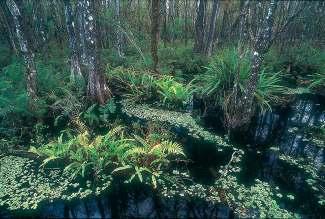 Peat and Coal Swamp, Bog Coal