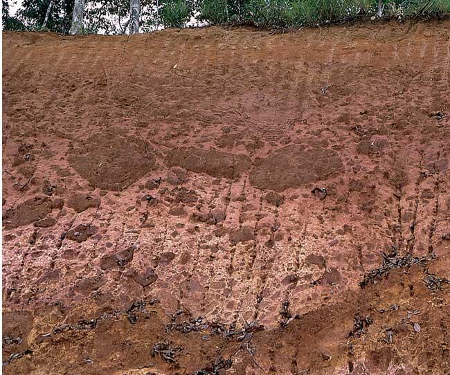 Laterite in Sarawak, Borneo The percolating rain water causes dissolution of primary rock minerals and decrease of easily soluble elements as sodium, potassium, calcium,