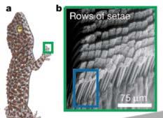 Adhesive Force of Gecko Toes Ben Chui, Yiching Liang and Professor Thomas Kenny, Stanford A dual-axis piezoresistive cantilever was used to characterize the adhesive properties of a single gecko seta.
