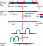 mrna processing After transcription, but before translation, mrnas are processed.