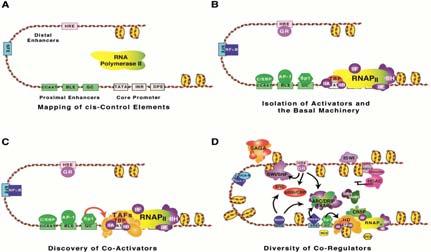 More realistic picture of transcription regulation Transcription and identity The protein coding regions of the genomes of such diverse creatures as mammals are