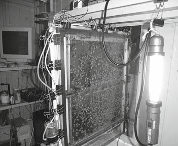 (C) Temperature, humidity, and CO 2 concentration in the hive were measured and recorded automatically.