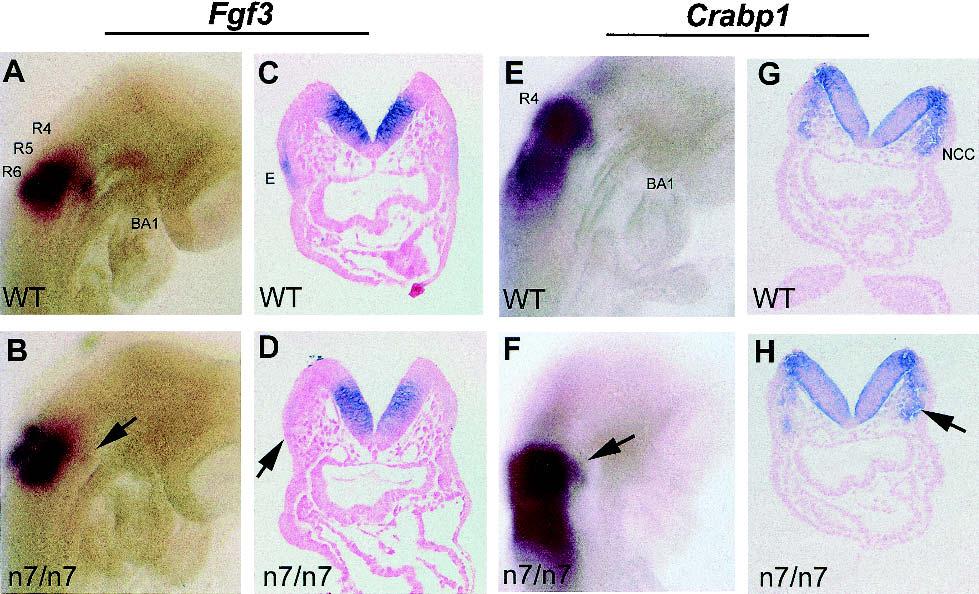 Trokovic et al. Figure 9. Fgf3 expression in the presumptive second branchial arch ectoderm is altered before neural crest cell migration defect in Fgfr1 n7/n7 embryos.