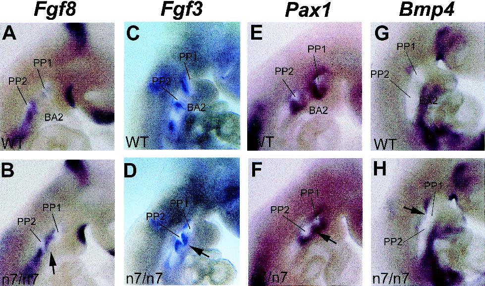 Fgfr1 and branchial arch development Figure 8. Expression of epithelial markers of the second branchial arch is affected in Fgfr1 n7/n7 hypomorphs.