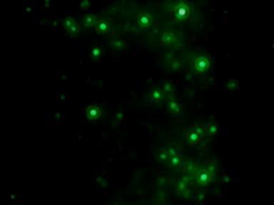 Example 6 - Fluorescence detection in biological