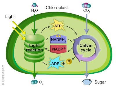 Picture Overview What are the two main parts of the chloroplast