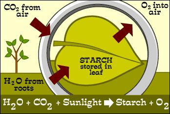 During photosynthesis, autotrophs/producers use the sun s energy to make