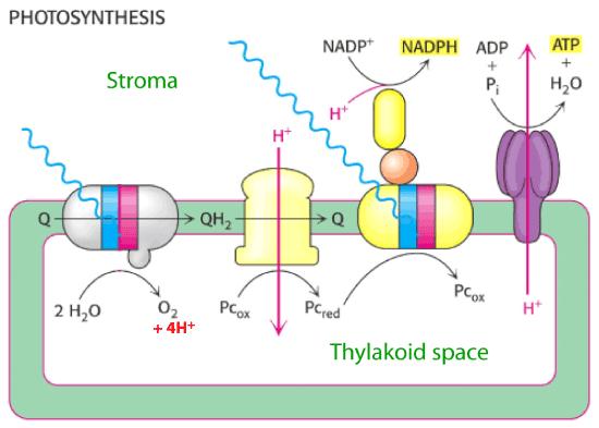 Comparison of Photosynthesis and Oxidative Phosphorylation These processes are related. You should understand how they are related.