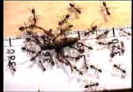 Example II: Ants preform cooperative transport Multi-agent Individuals