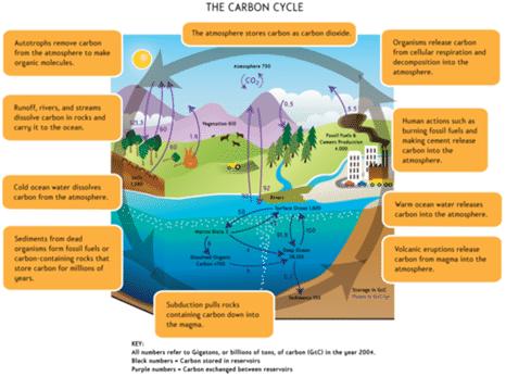 4.12 How does human activity affect the carbon cycle? (3.12) Humans have changed the natural balance of the carbon cycle because we use coal, oil, and natural gas to supply our energy demands.
