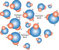 Hydrogen Bonding in Water Molecules. Hydrogen bonds form between nearby water molecules. How do you think this might affect water s properties?