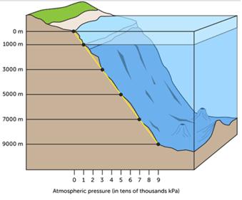 down on you from above. The figure shows how pressure changes with depth. For each additional meter below the surface, pressure increases by 10 kpa.
