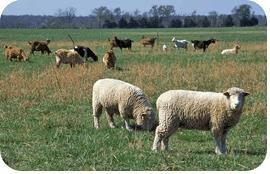 Grazing Grazing animals (see figure) wander over large areas of pasture or natural grasslands eating grasses and shrubs. Grazers expose soil by removing the plant cover for an area.