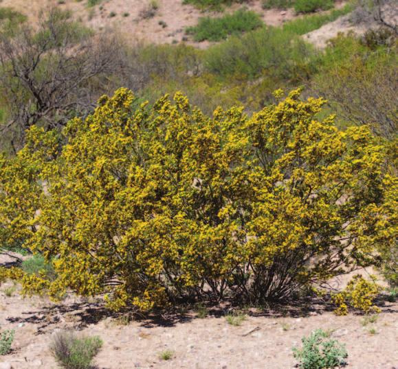 One type of desert bush has a special way to protect itself from hungry animals. It doesn t have spines, like a cactus. Instead it has a very bad smell!