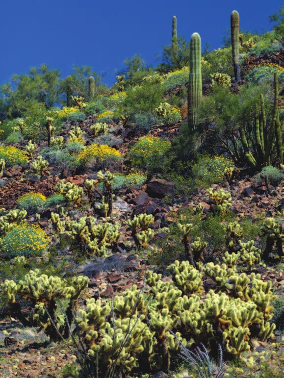 Many types of cactus