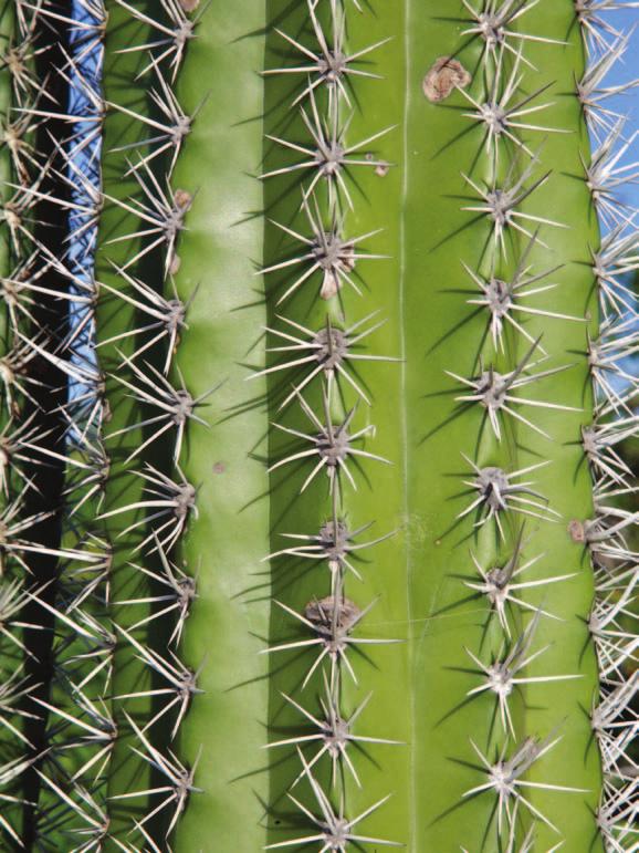 Prickly spines help