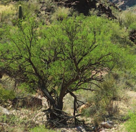 Trees have special ways to survive in the desert. Desert Trees The cactus may be the most famous desert plant, but it is not the only one. Trees grow in the desert too.
