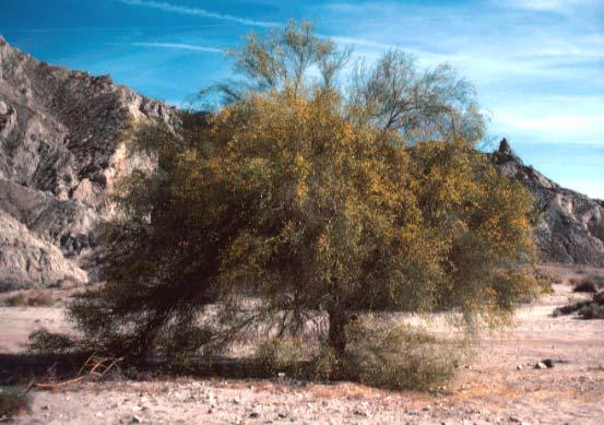 Palo Verde A Desert Wash Tree To