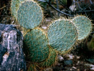 Three Main Adaptive Strategies Succulence This means they store water Cacti are stem