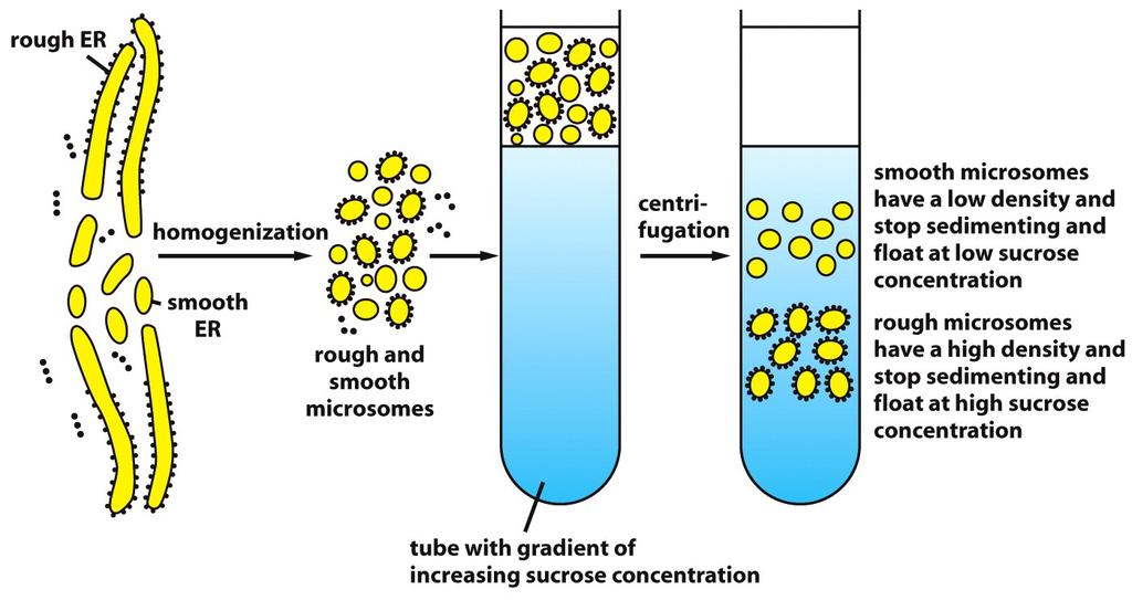 Isola+on of Rough Microsomes by Density Gradient Centrifuga+on