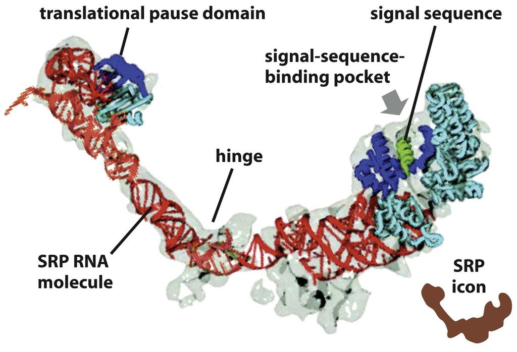 Structure of the Signal Recogni3on Par3cle (7SL RNA) Figure