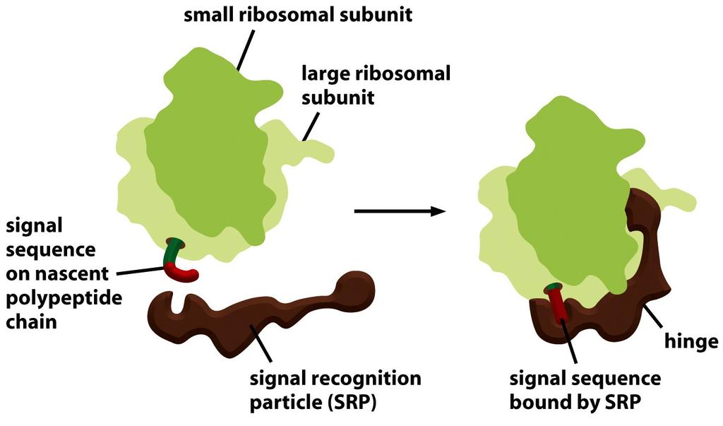 Interac3ons Between SRP and the Signal Sequence and Ribosome