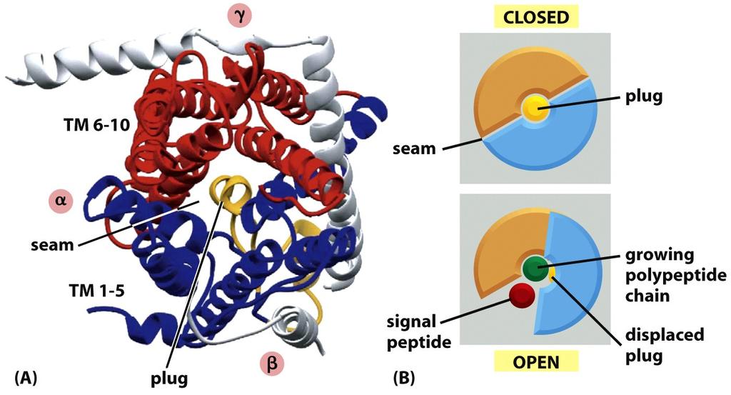 Structure of the RER Transloca3on Channel (Sec 61 Complex) Single-Pass 10 TMS