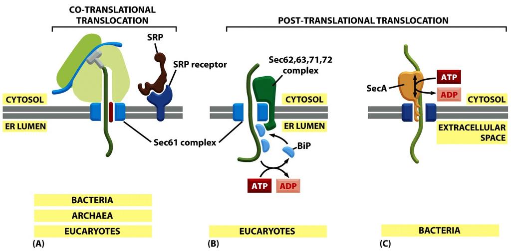 Post-Transla3onal Transloca3on is Common in Yeast and Bacteria SecA ATPase func+ons like a piston