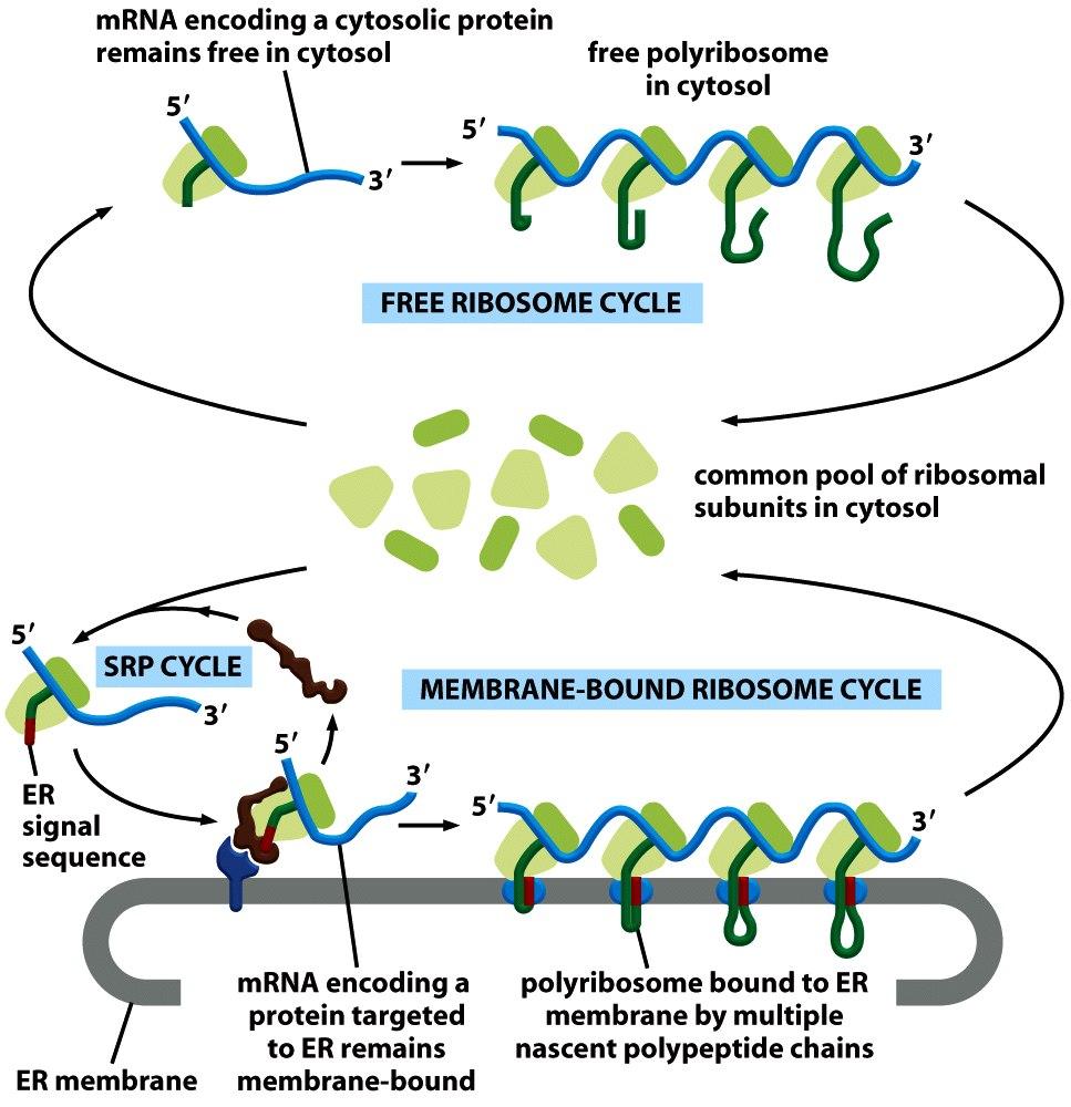 Ribosomal Subunits are Shared Between Free and Membrane-Bound Polysomes Targe&ng informa&on resides