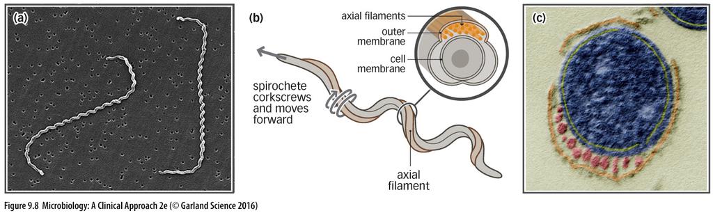 CLINICAL SIGNIFICANCE OF AXIAL FILAMENTS The corkscrew motion gives the bacterium the ability to bore through tissue (staying in) They allow organisms to get into the blood as well as other tissues