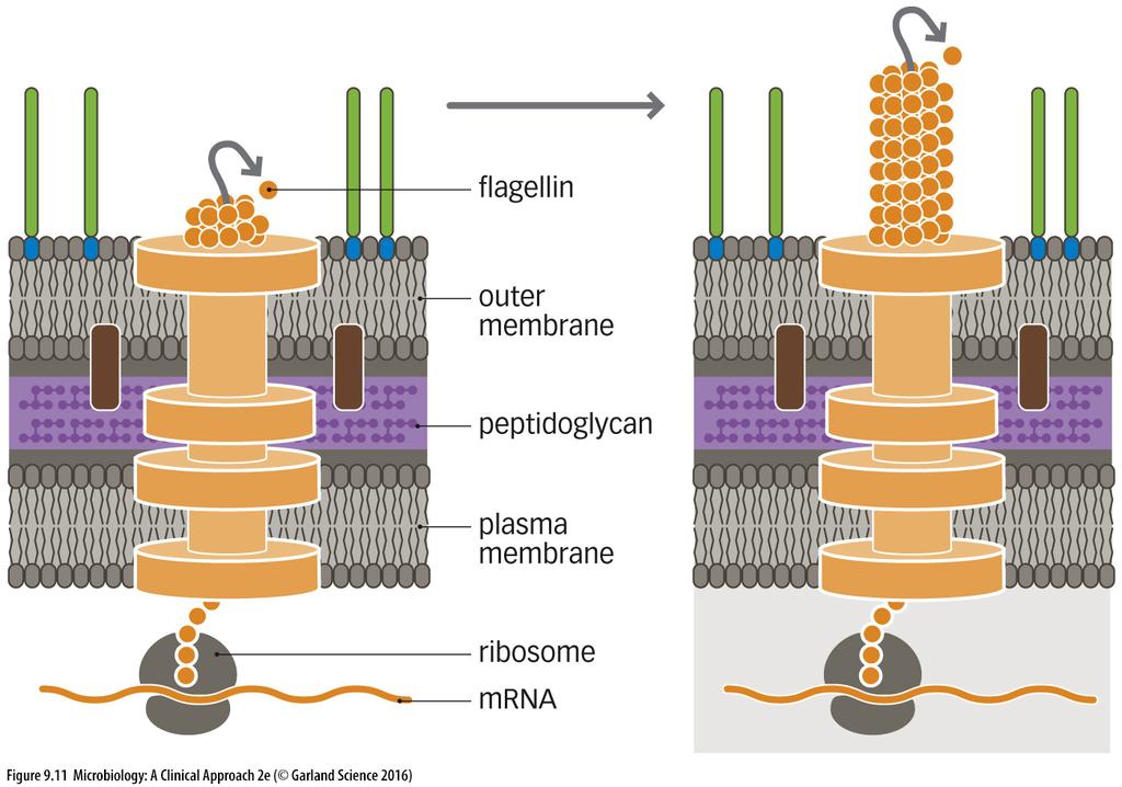 STRUCTURE OF THE BACTERIAL FLAGELLA A flagellum consists of the three parts: Filament Hook Basal body STRUCTURE OF THE BACTERIAL FLAGELLA: Filament The filament is made of