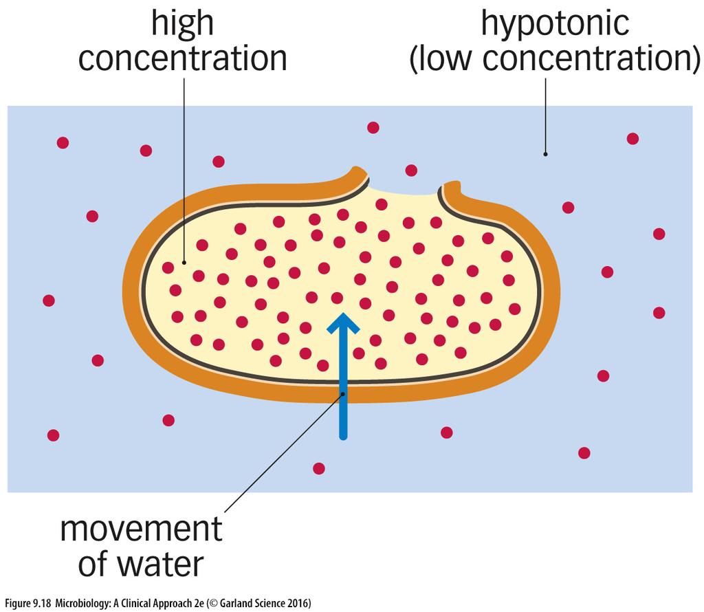 Simple diffusion does not require ATP It is based on the development of concentration