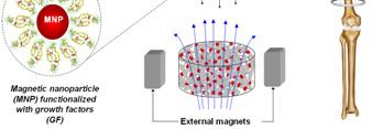 1) Highest magnetic fields for advanced materials studies 2) Design, fabrication, and use of pulsed- field coils for materials