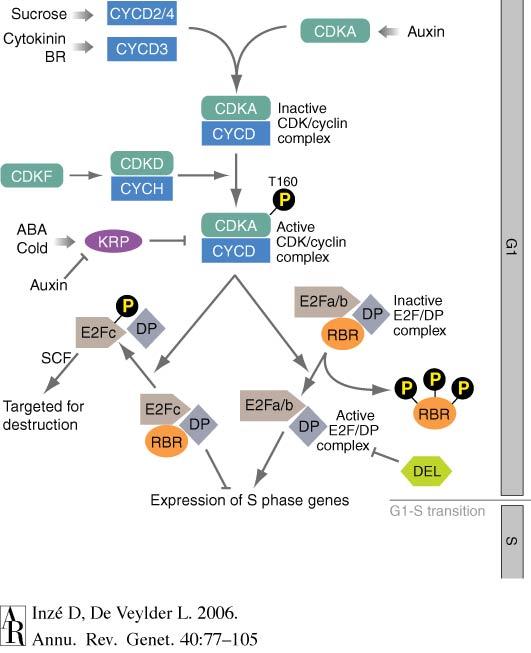 Control of G1/S Transition Expression of cyclin Ds are regulated by hormones and sucrose Similar players and feedback mechanisms Rb (single gene) and E2F