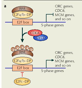 Transcriptional Control of G1/S Conserved transcriptional activators E2Fa/b and DP and retinoblastoma related protein is inactivated by CDKA-cycD Plant