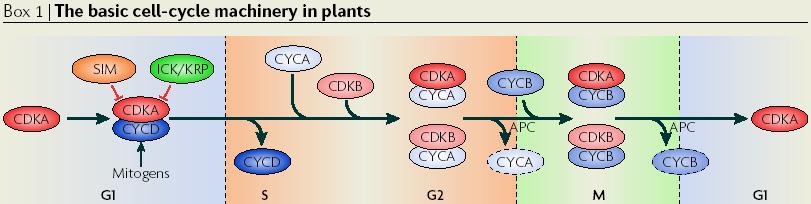 Plant Cell Cycle is Conserved De Veylder et al.
